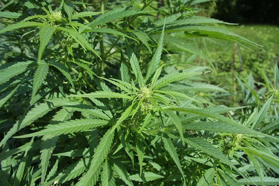 Amsterdam Cannabis Glossary & Slang Guide
