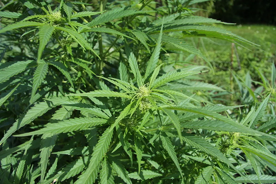 Amsterdam Cannabis Glossary & Slang Guide
